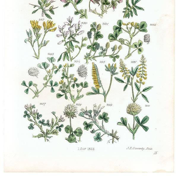 ꥹ ƥ ܥ˥륢  ˥°㥸°ʤ  (British wild flowers / John Edward Sowerby)  1876ǯ 0680