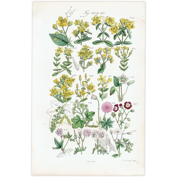 ꥹ ƥ ܥ˥륢  襦ȥꡢǲʡե  (British wild flowers / John Edward Sowerby)  1876ǯ 0681