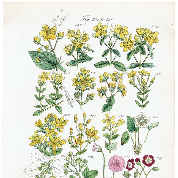 ꥹ ƥ ܥ˥륢  襦ȥꡢǲʡե  (British wild flowers / John Edward Sowerby)  1876ǯ 0681
