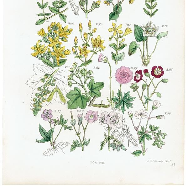 ꥹ ƥ ܥ˥륢  襦ȥꡢǲʡե  (British wild flowers / John Edward Sowerby)  1876ǯ 0681