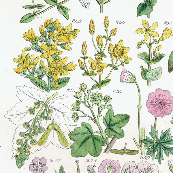 ꥹ ƥ ܥ˥륢  襦ȥꡢǲʡե  (British wild flowers / John Edward Sowerby)  1876ǯ 0681