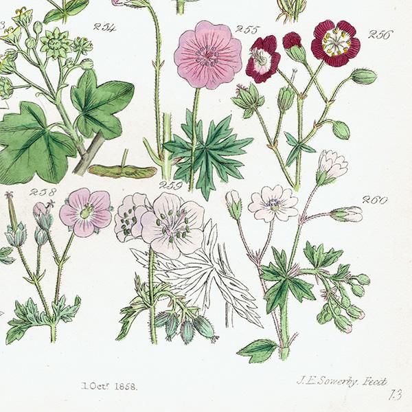 ꥹ ƥ ܥ˥륢  襦ȥꡢǲʡե  (British wild flowers / John Edward Sowerby)  1876ǯ 0681