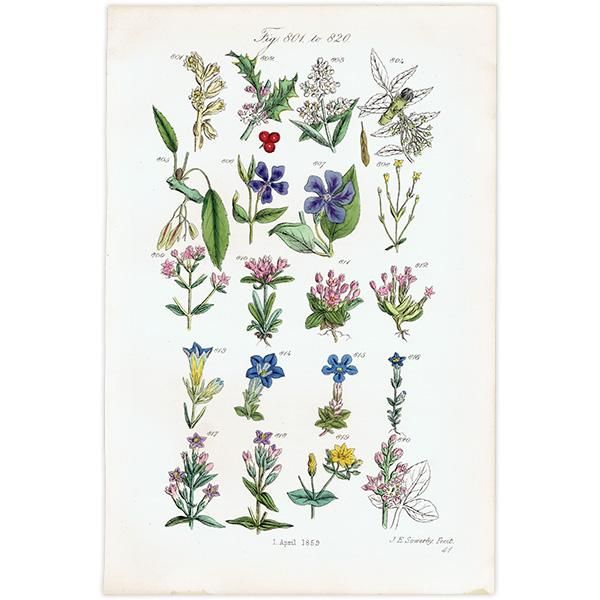 ꥹ ƥ ܥ˥륢  ĥ˥˥ɥʤ  (British wild flowers / John Edward Sowerby)  1876ǯ 0682