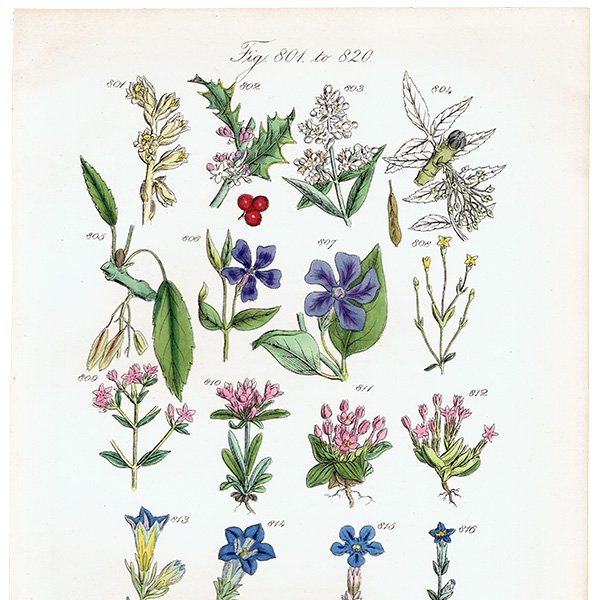ꥹ ƥ ܥ˥륢  ĥ˥˥ɥʤ  (British wild flowers / John Edward Sowerby)  1876ǯ 0682
