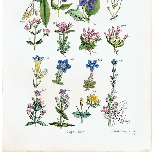 ꥹ ƥ ܥ˥륢  ĥ˥˥ɥʤ  (British wild flowers / John Edward Sowerby)  1876ǯ 0682