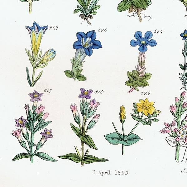 イギリス アンティーク ボタニカルアート / 植物画 クロッカスや