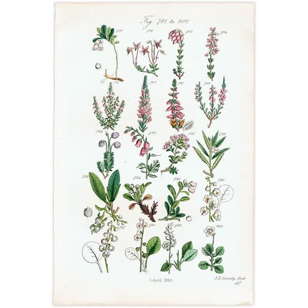 ꥹ ƥ ܥ˥륢  ٥꡼󥿡꡼ʤ  (British wild flowers / John Edward Sowerby)  1876ǯ 0683