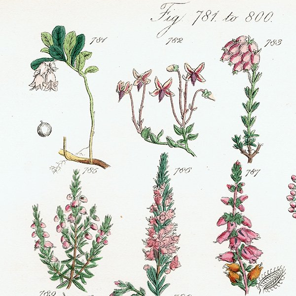 ꥹ ƥ ܥ˥륢  ٥꡼󥿡꡼ʤ  (British wild flowers / John Edward Sowerby)  1876ǯ 0683