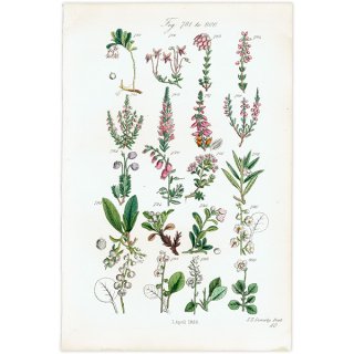 イギリス アンティーク ボタニカルアート  クランベリー、ウィンターグリーンなど  (British wild flowers / John Edward Sowerby)  1876年 0683