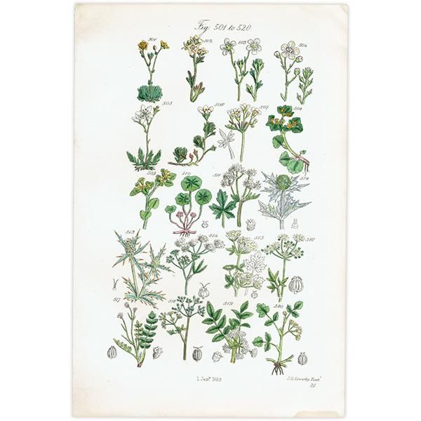 ꥹ ƥ ܥ˥륢  業Υ°ҥ°ʤ  (British wild flowers / John Edward Sowerby)  1876ǯ 0684