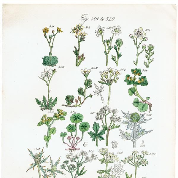 ꥹ ƥ ܥ˥륢  業Υ°ҥ°ʤ  (British wild flowers / John Edward Sowerby)  1876ǯ 0684