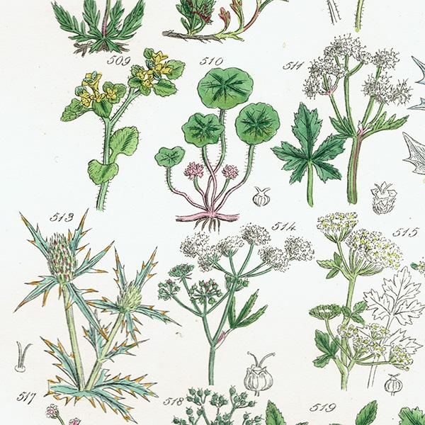 ꥹ ƥ ܥ˥륢  業Υ°ҥ°ʤ  (British wild flowers / John Edward Sowerby)  1876ǯ 0684