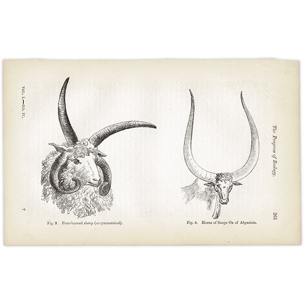 非対称な4本の角を持つ羊・大きな角の牛 イギリス アンティークプリント