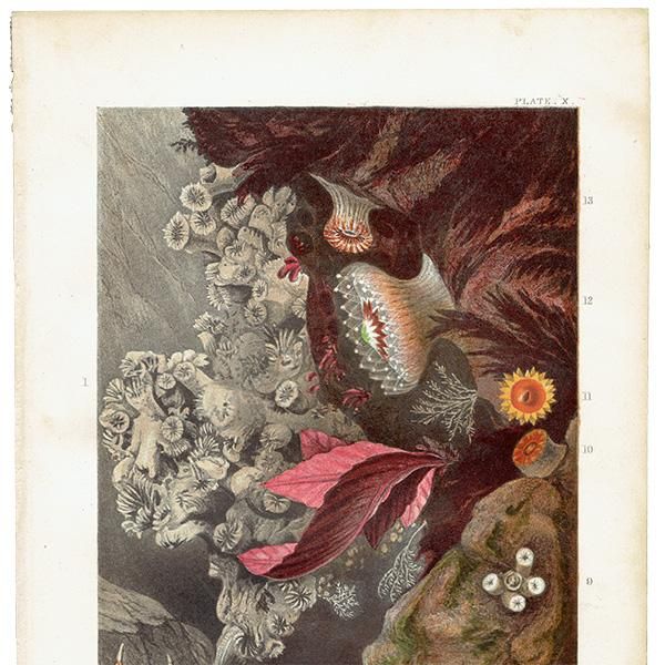 㥯   | ʪ | P. H. å ꥹ ƥ 1860ǯ 1013