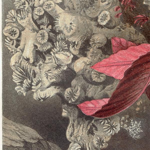 㥯   | ʪ | P. H. å ꥹ ƥ 1860ǯ 1013