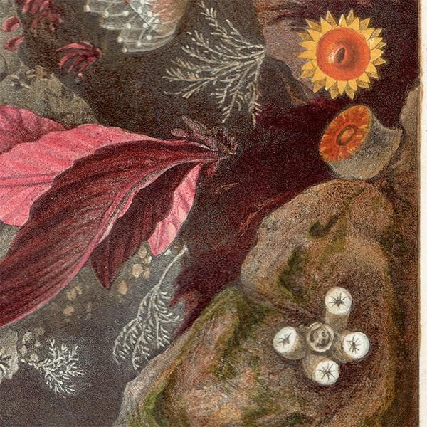 㥯   | ʪ | P. H. å ꥹ ƥ 1860ǯ 1013