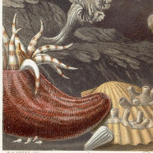 㥯   | ʪ | P. H. å ꥹ ƥ 1860ǯ 1013