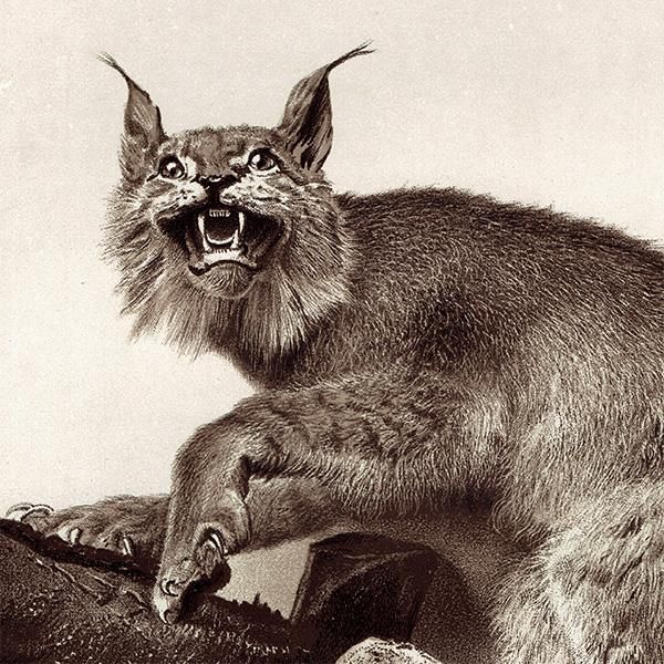 トルキスタン オオヤマネコ THIBETAN LYNX 剥製 イギリス
