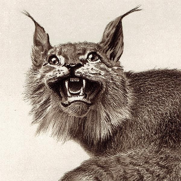トルキスタン オオヤマネコ THIBETAN LYNX 剥製 イギリス