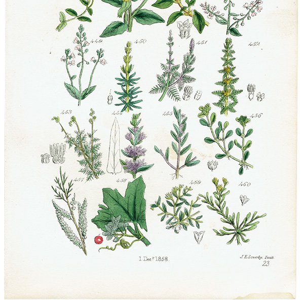 イギリス アンティーク ボタニカルアート  ギョリュウ、スギナモなど  (British wild flowers / John Edward Sowerby)  1876年 0685