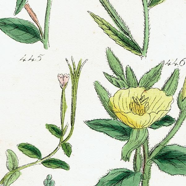 超希少 1876年 アンティーク WILD FLOWERS 手彩色 大型本 洋書