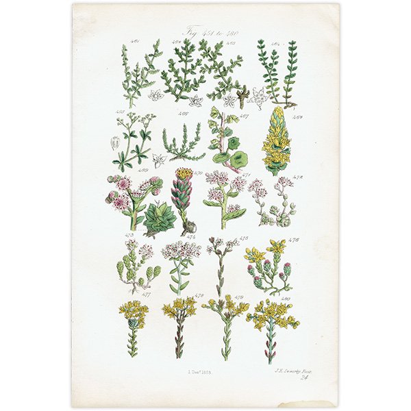 イギリス アンティーク ボタニカルアート  コゴメビユ、セダムなど  (British wild flowers / John Edward Sowerby)  1876年 0686