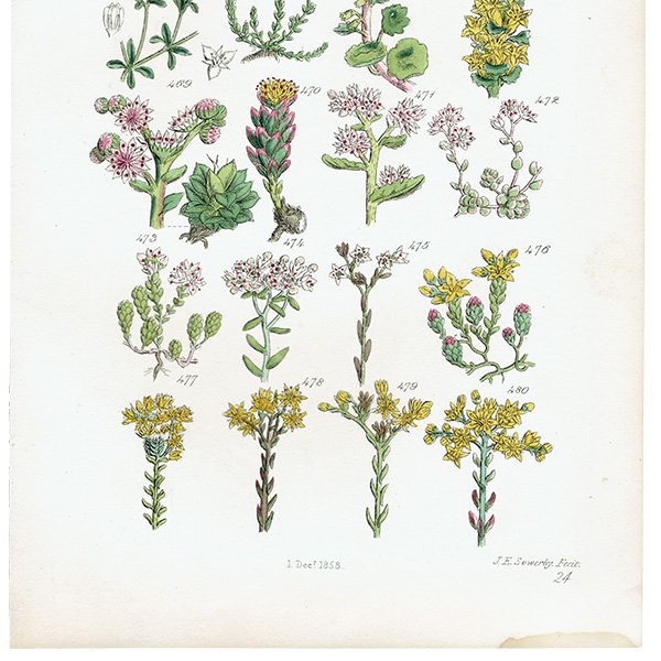 イギリス アンティーク ボタニカルアート  コゴメビユ、セダムなど  (British wild flowers / John Edward Sowerby)  1876年 0686