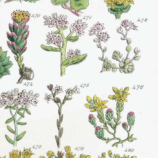 ꥹ ƥ ܥ˥륢  ӥ桢ʤ  (British wild flowers / John Edward Sowerby)  1876ǯ 0686