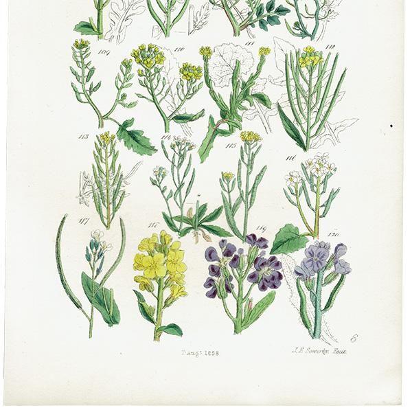 イギリス アンティーク ボタニカルアート 菜の花 ノウゼンハレン イギリス アンティーク ボタニカルアート 菜の花 ノウゼンハレン