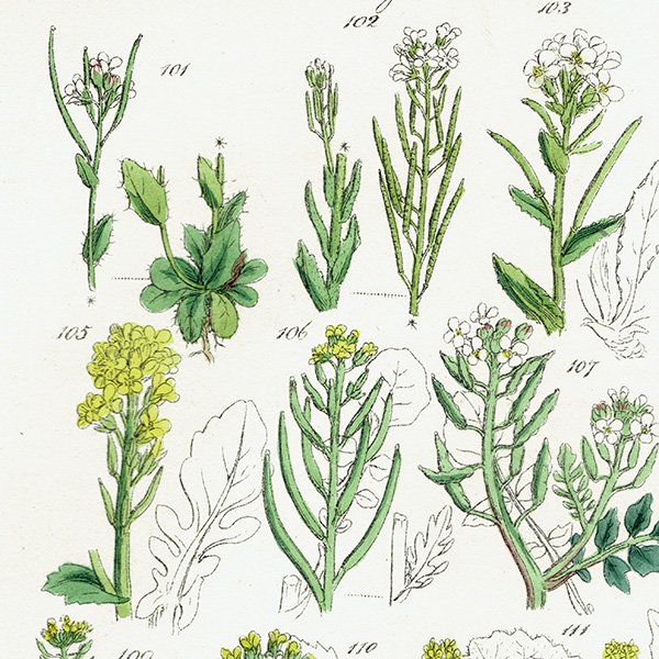 ꥹ ƥ ܥ˥륢 ڤβ  Υϥ°ϥʥϥ°ʤ  (British wild flowers)  1876ǯ 0687