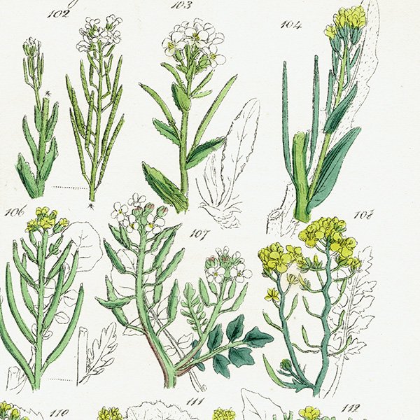 イギリス アンティーク ボタニカルアート 菜の花  ノウゼンハレン属、キハナハタザオ属など  (British wild flowers)  1876年 0687