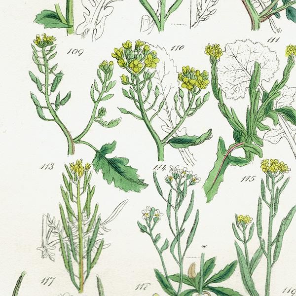 ꥹ ƥ ܥ˥륢 ڤβ  Υϥ°ϥʥϥ°ʤ  (British wild flowers)  1876ǯ 0687