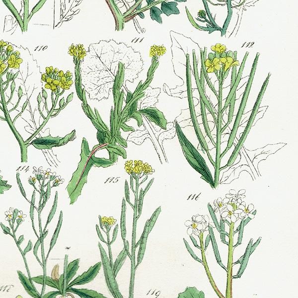 ꥹ ƥ ܥ˥륢 ڤβ  Υϥ°ϥʥϥ°ʤ  (British wild flowers)  1876ǯ 0687