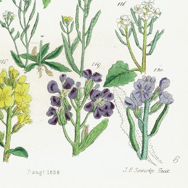 ꥹ ƥ ܥ˥륢 ڤβ  Υϥ°ϥʥϥ°ʤ  (British wild flowers)  1876ǯ 0687