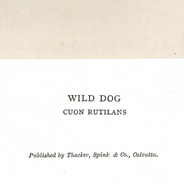 磻ɥɥå WILD DOG ϥƥ󥰥ȥե ꥹ ƥץ 1885ǯ 1003