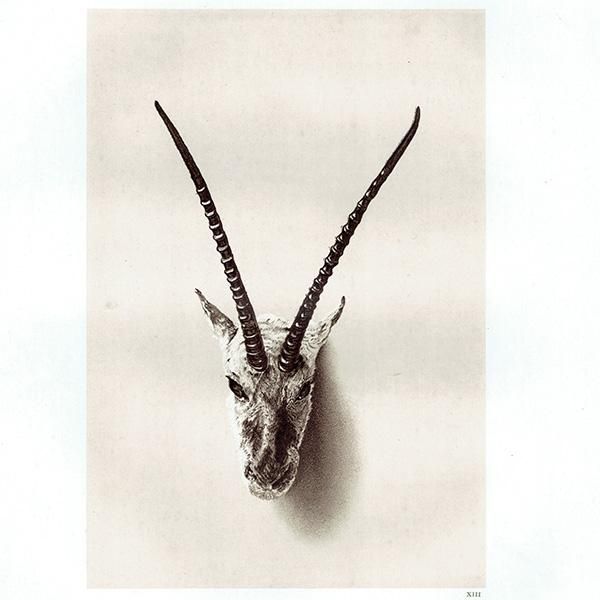 ٥åȥƥ THIBETAN ANTELOPE ϥƥ󥰥ȥե ꥹ ƥץ 1885ǯ 1014