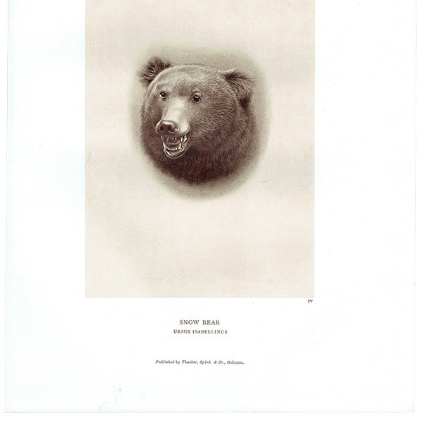 ҥޥ䥰 SNOW BEAR ϥƥ󥰥ȥե ꥹ ƥץ 1885ǯ 1004