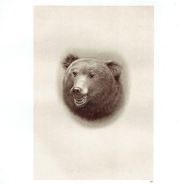 ҥޥ䥰 SNOW BEAR ϥƥ󥰥ȥե ꥹ ƥץ 1885ǯ 1004