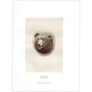 ヒマラヤグマ SNOW BEAR ハンティングトロフィー イギリス アンティークプリント 1885年 1004