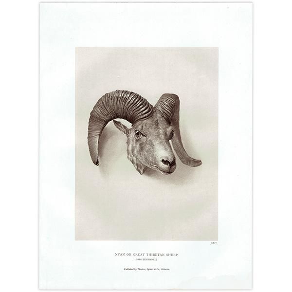 国内外の人気が集結 チベットヒツジ NYAN ハンティング SHEEP THIBETAN GREAT OR その他
