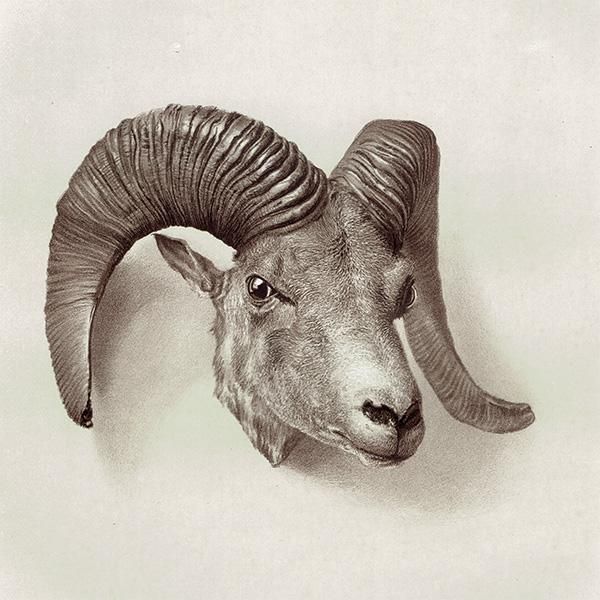 チベットヒツジ NYAN OR GREAT THIBETAN SHEEP ハンティング