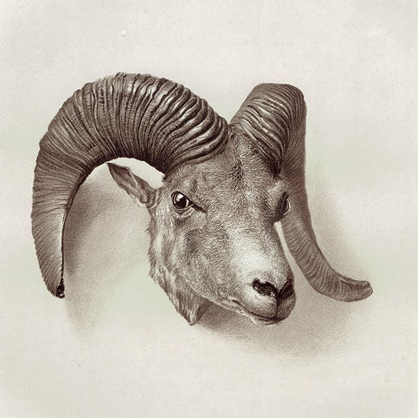 ٥åȥҥĥ NYAN OR GREAT THIBETAN SHEEP ϥƥ󥰥ȥե ꥹ ƥץ 1885ǯ 1025