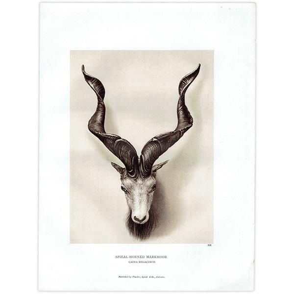マーコール SPIRAL HORNED MARKHOOR ハンティングトロフィー マーコール SPIRAL HORNED MARKHOOR ハンティングトロフィー