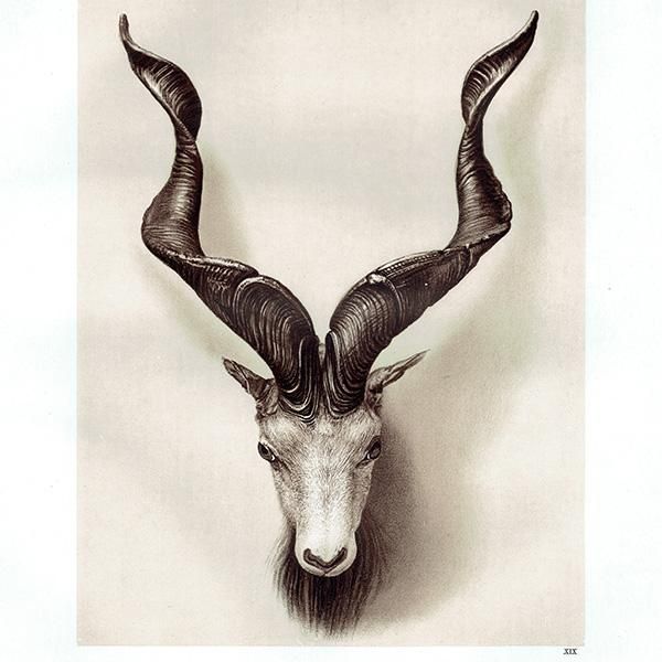 マーコール STRAIGHT HORNED MARKHOOR ハンティングトロフィー