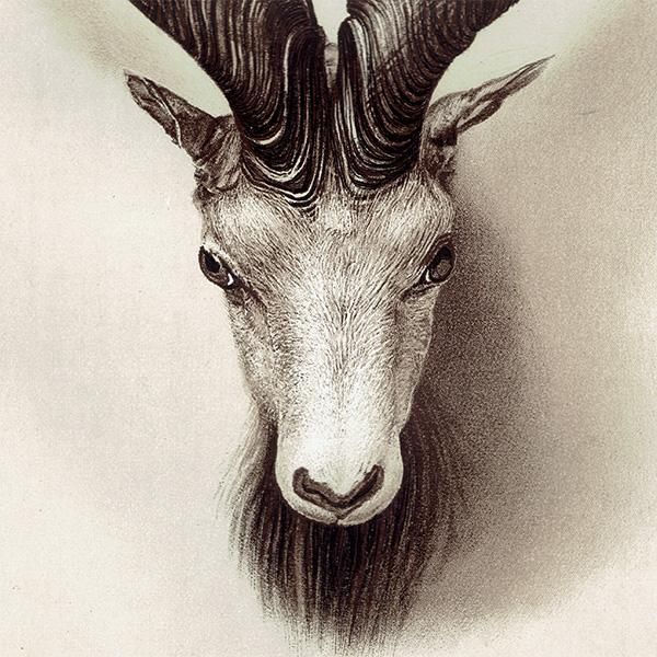 マーコール SPIRAL HORNED MARKHOOR ハンティングトロフィー