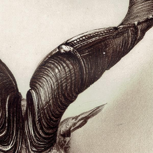 マーコール SPIRAL HORNED MARKHOOR ハンティングトロフィー