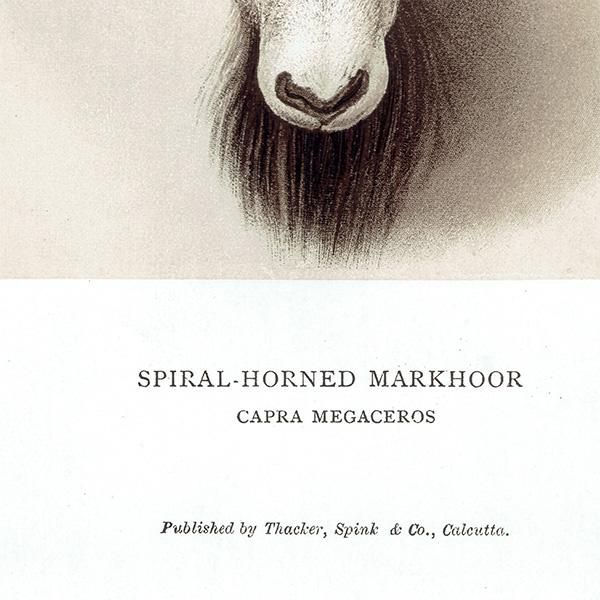 ޡ SPIRAL HORNED MARKHOOR ϥƥ󥰥ȥե ꥹ ƥץ 1885ǯ 1020