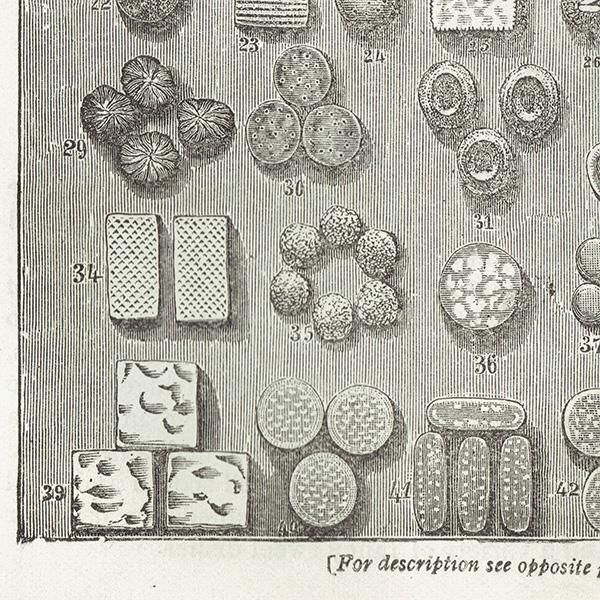 ߥӡȥβܤ ʼΥӥåȡBISCUITS OF VARIOUS KINDS 1905ǯ ꥹƥץ  0113