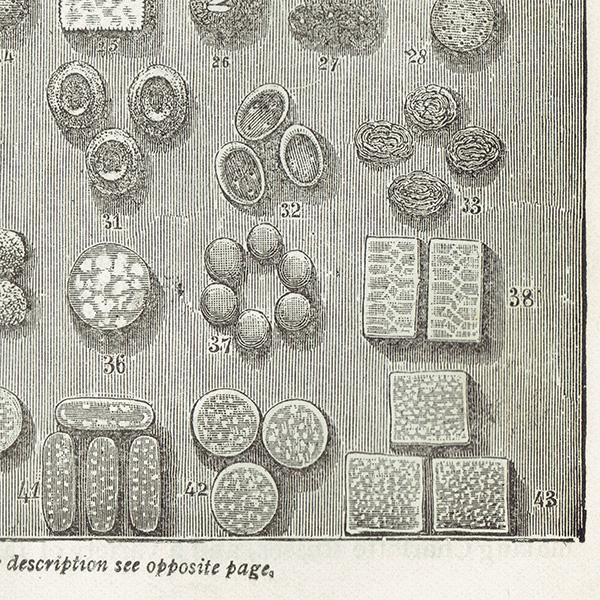 ߥӡȥβܤ ʼΥӥåȡBISCUITS OF VARIOUS KINDS 1905ǯ ꥹƥץ  0113