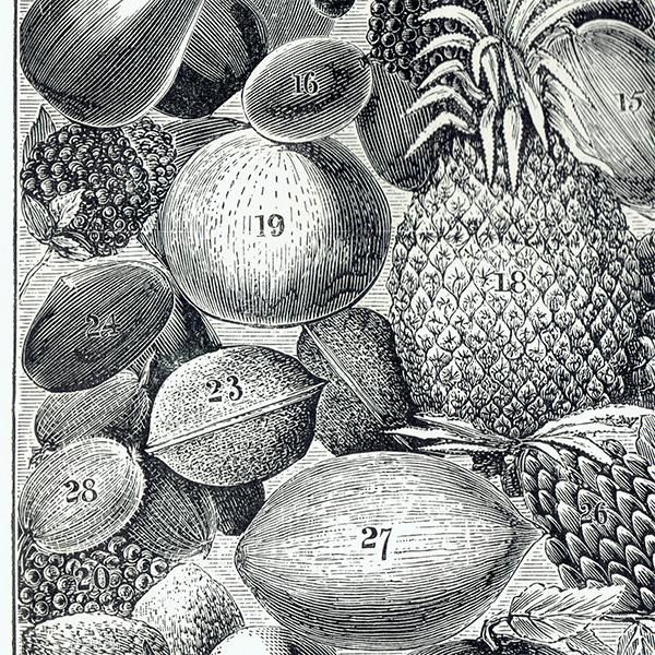 ߥӡȥβܤ ʪFRUIT 1905ǯ ꥹƥץ  0109